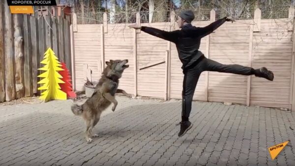 Артист балета оставил сцену ради танцев с волками - Sputnik Узбекистан