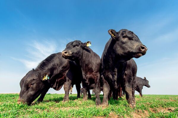 Немецкая техника и эксперименты: как работает Jizzax organic в условиях пандемии - Sputnik Узбекистан