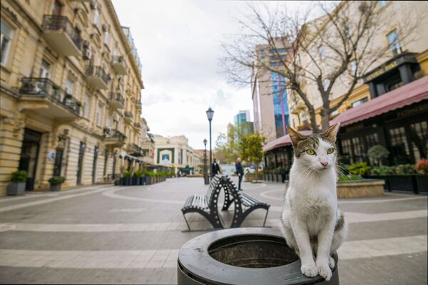 Кошка на опустевшей улице Баку - Sputnik Узбекистан
