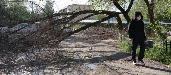 Последствия снегопада в Ташкенте - Sputnik Узбекистан