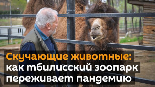 Животные скучают без людей - как тбилисский зоопарк переживает пандемию - Sputnik Узбекистан
