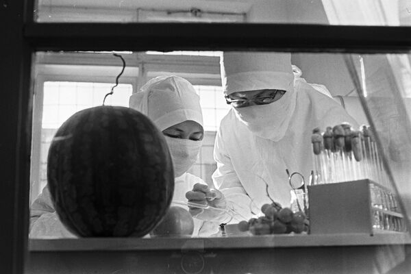 Борьба с эпидемией холеры в Астрахани. Бактериологический анализ овощей и фруктов в городской лаборатории. 1971 год - Sputnik Узбекистан