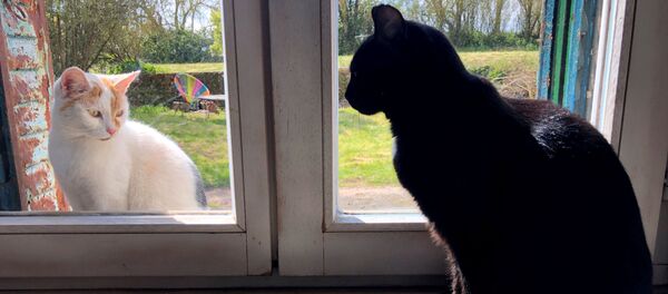 Домашняя кошка смотрит в окно на уличную кошку Домашняя кошка смотрит в окно на уличную кошку - Sputnik Ўзбекистон
