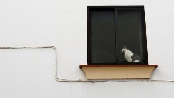 Кошка сидит на окне дома в Испании - Sputnik Узбекистан