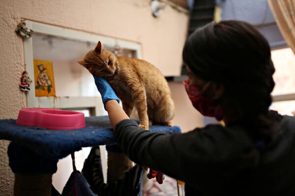 Защитница животных в маске гладит кошку в приюте в Боготе, Колумбия - Sputnik Узбекистан