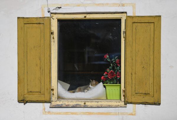 Кошка в окне дома в Обераммергау, Германия - Sputnik Узбекистан