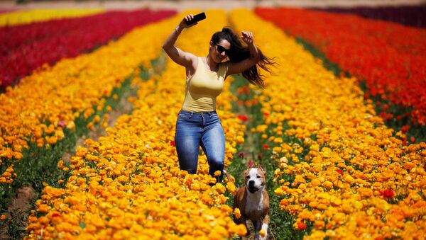 Женщина с собакой на фоне цветочного поля в Израиле - Sputnik Узбекистан