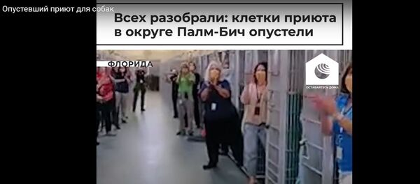 Добро в карантин: в США разобрали всех собак из приюта - видео Добро в карантин: в США разобрали всех собак из приюта - видео - Sputnik Узбекистан