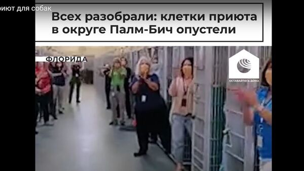 Добро в карантин: в США разобрали всех собак из приюта - видео - Sputnik Узбекистан