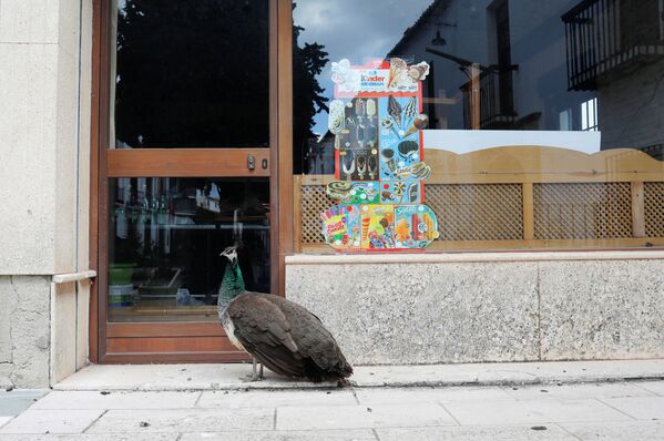 Павлин у двери закрытого на карантин бара в Ронде, Испания - Sputnik Узбекистан