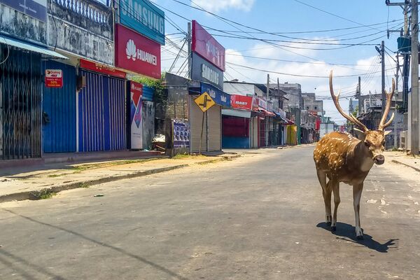 Дикий олень в портовом городе Трикомали, Шри-Ланка  - Sputnik Узбекистан