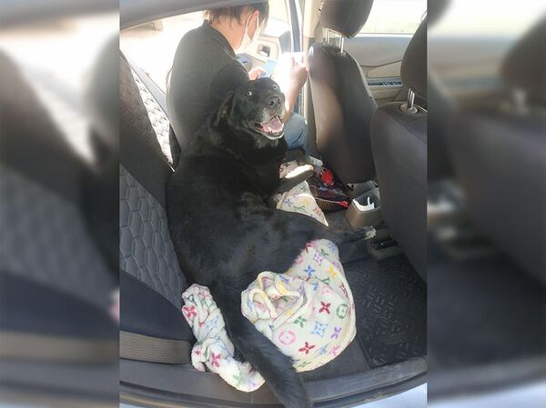 Жест доброты: cотрудники ГУВД Ташкента помогли спасти собаку - Sputnik Узбекистан