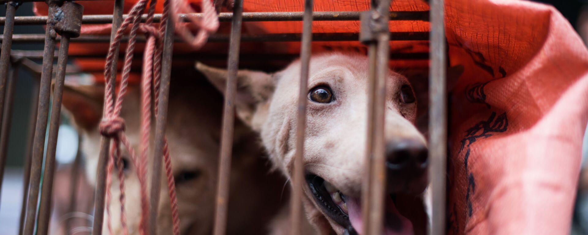 Собака в клетке на одном из рынков Китая - Sputnik Ўзбекистон, 1920, 30.10.2020