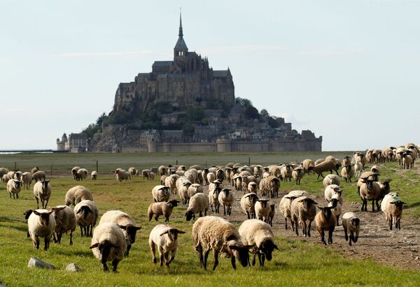 Овцы пасутся возле опустевшего острова-замка Мон-Сен-Мишель в Нормандии, Франция - Sputnik Узбекистан