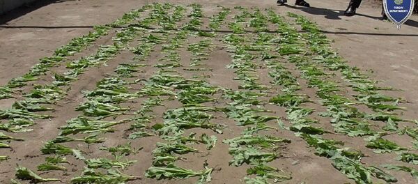 Наркотический мак Наркотический мак - Sputnik Ўзбекистон