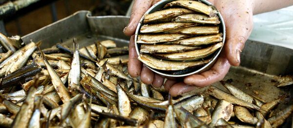 Фасовка консервов на рыбоконсервном комбинате Фасовка консервов на рыбоконсервном комбинате - Sputnik Узбекистан