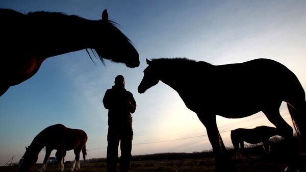 Лошади на конном заводе - Sputnik Узбекистан