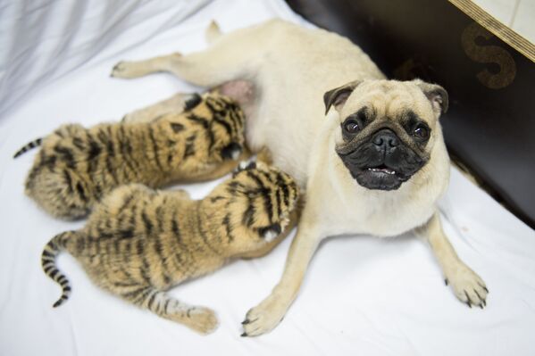 Собака выкармливают тигрят, от которых отказалась мать - Sputnik Узбекистан