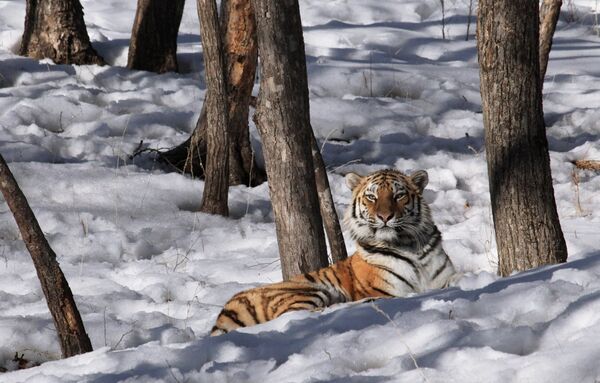 Амурский тигр в приморском Сафари-парке - Sputnik Узбекистан