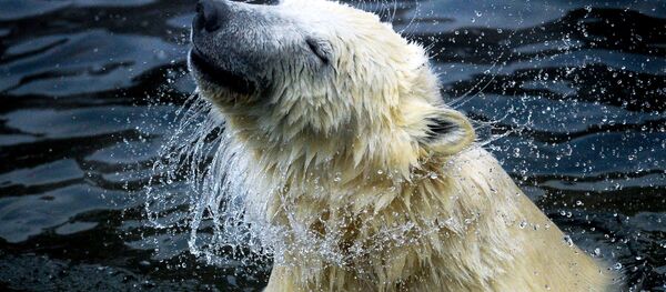 Белый медведь Белый медведь - Sputnik Узбекистан