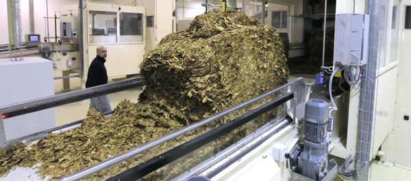 В цехе завода по производству сигарет В цехе завода по производству сигарет - Sputnik Узбекистан