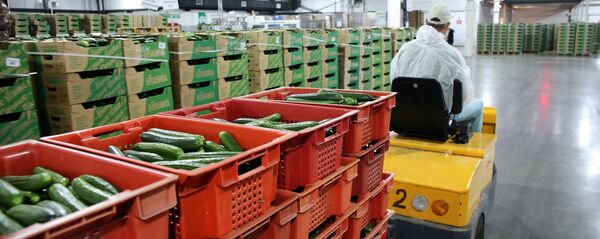 Тепличный комплекс в Волгоградской области - Sputnik Ўзбекистон