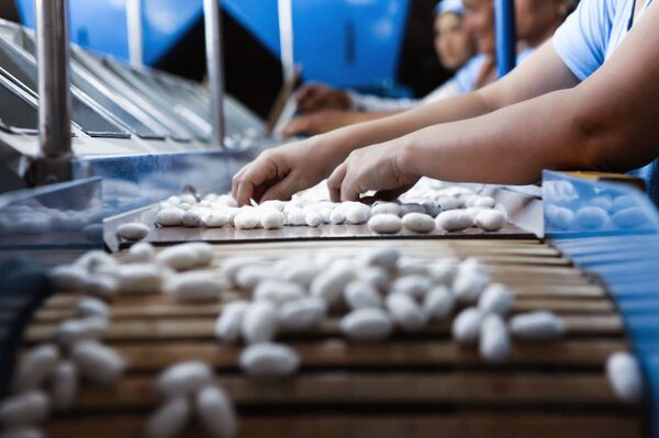 Шелковый карантин и маски для Франции: как фабрика в Бухаре борется с эпидемией Шелковый карантин и маски для Франции: как фабрика в Бухаре борется с эпидемией - Sputnik Узбекистан