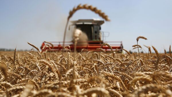 Уборка пшеницы в Краснодарском крае - Sputnik Узбекистан
