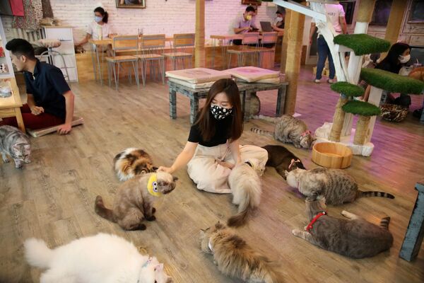 Tailand, Bangkokdagi  Caturday Cat kafe mehmonlari. 07.05.20 - Sputnik O‘zbekiston