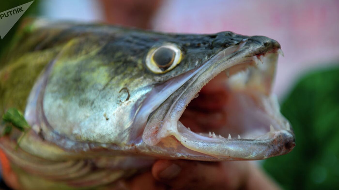 Pompalangan mushuklar video