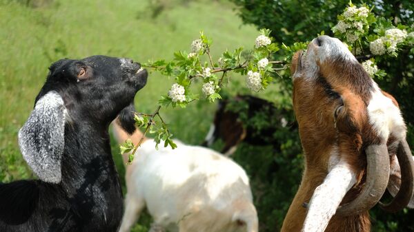 Козы англо-нубийской породы в личном подсобном хозяйстве Усть-Лабинского района Краснодарского края - Sputnik Узбекистан