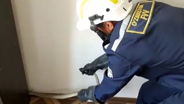 В Кашкадарье спасатели поймали змею в квартире многоэтажки - фото - Sputnik Узбекистан