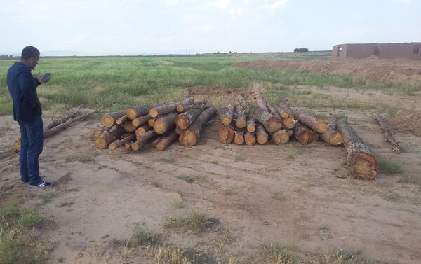 В Сурхандарье вырубили 35 сосен ради строительства автосервиса - Sputnik Узбекистан