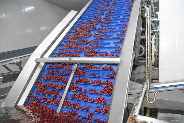 Шавкат Мирзиёев  в Фергане посетил предприятие с сертификатом Global G.A.P - Sputnik Узбекистан