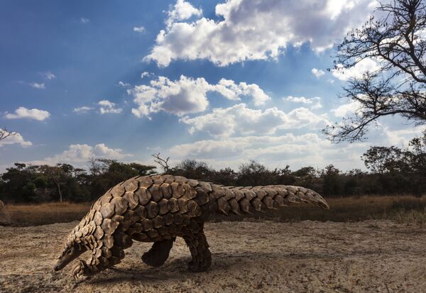 Снимок Pangolins in Crisis южноафриканского фотографа Brent Stirton, победивший в категории Natural World & Wildlife (Professional) конкурса Sony World Photography Awards 2020 - Sputnik Узбекистан