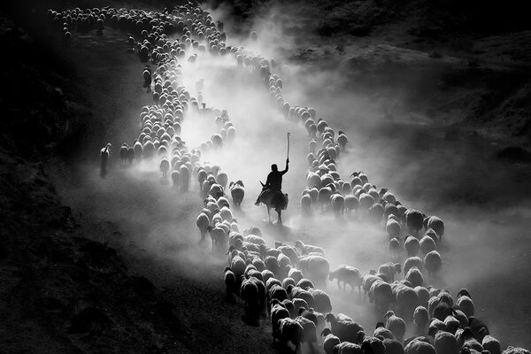 Снимок Хороший пастух оказался на третьем месте в категории Люди. Автор фото — Ф. Дилек Уяр (F. Dilek Uyar). - Sputnik Узбекистан