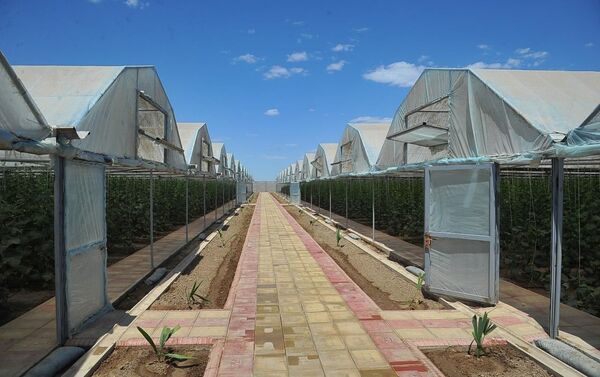 Чудо в пустыне иликак молодежь в Муйнаке создали успешное тепличное хозяйство - Sputnik Ўзбекистон