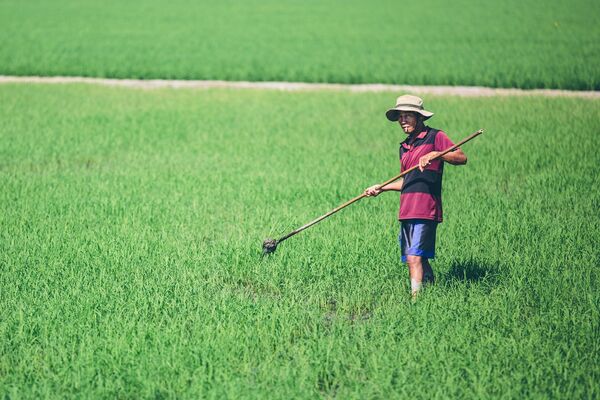Работа на рисовом поле в Дельте Меконга, Вьетнам - Sputnik Ўзбекистон