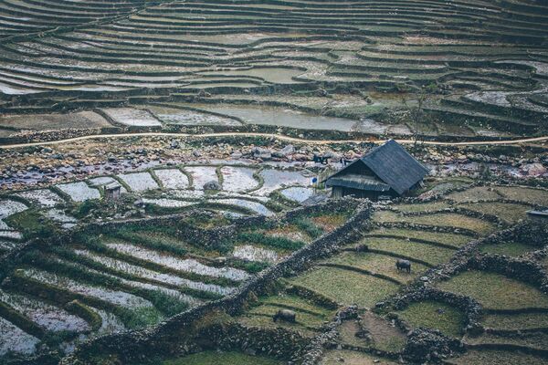 Домик среди рисовых полей в Шапе, Вьетнам - Sputnik Ўзбекистон