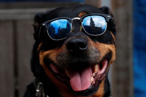 Собака в солнцезащитных очках на площади Grand Place в Брюсселе после открытия баров и ресторанов  - Sputnik Узбекистан