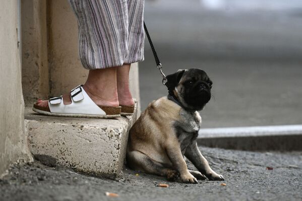 Собака породы мопс на одной из улиц в Москве - Sputnik Узбекистан