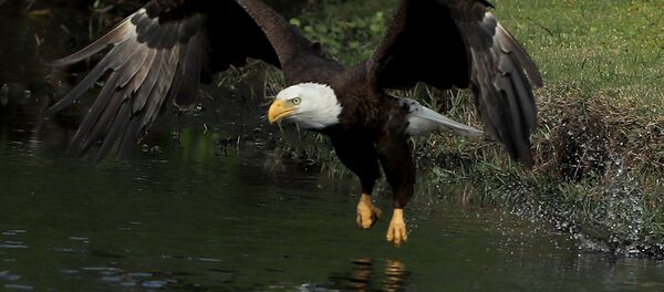 Belogoloviy orlan - Sputnik O‘zbekiston