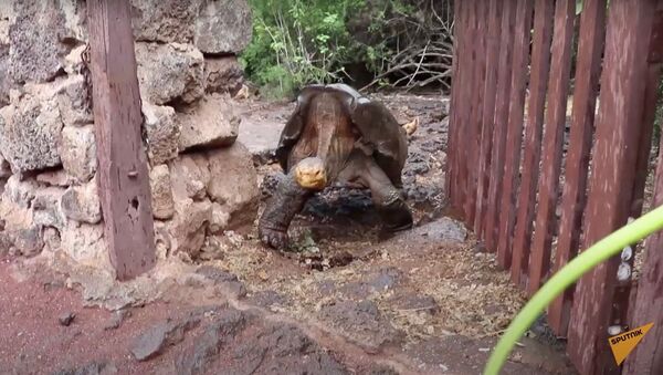 Слоновую черепаху Диего, спасшую свой вид от вымирания, выпустили на волю - Sputnik Узбекистан