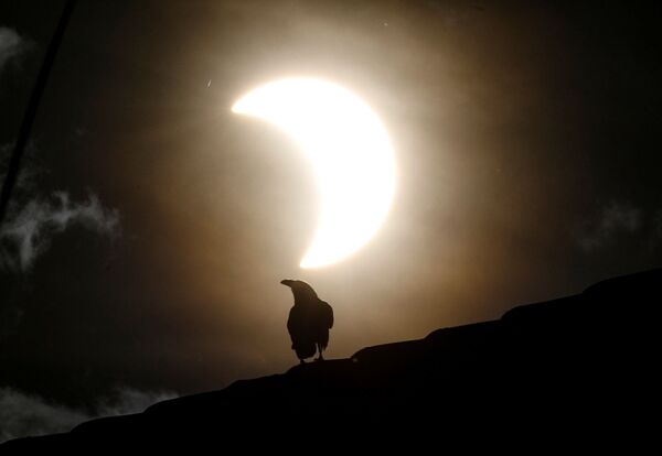 Ворона во время частичного солнечного затмения в Кении  - Sputnik Ўзбекистон