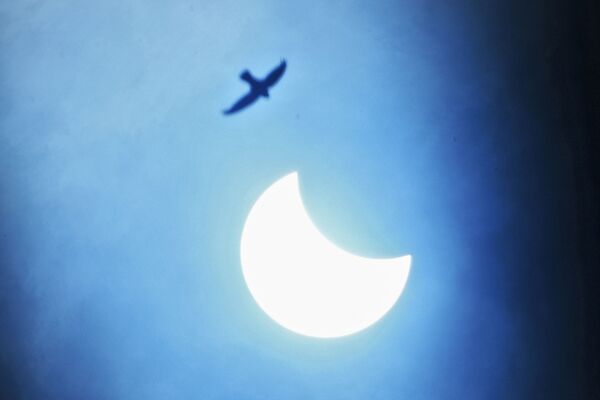 Ptitsa v nebe vo vremya chastichnogo solnechnogo zatmeniya v Indii  - Sputnik O‘zbekiston