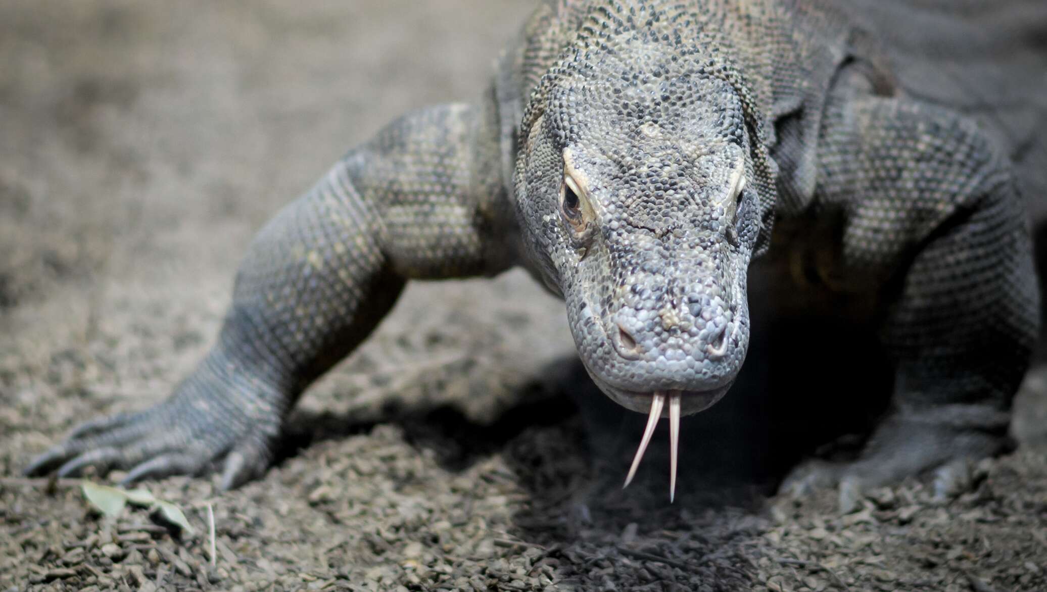 Qollarini ishqalayotgan yigitlar Transseksuallar: Sharq malikasi video