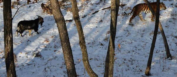 В Приморском Сафари-парке амурский тигр подружился с козлом В Приморском Сафари-парке амурский тигр подружился с козлом - Sputnik Узбекистан