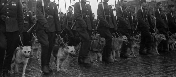 Минеры с собаками минно-розыскной службы на Параде Победы на Красной площади 24 июня 1945 года. Архивное фото - Sputnik Ўзбекистон