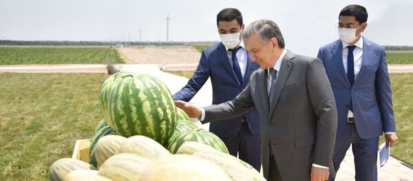 Shavkat Mirziyoyev oznakomilsya s deyatelnostyu plodoovoshnogo klastera - Sputnik O‘zbekiston