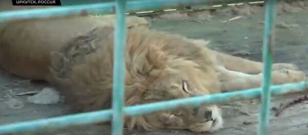 Дикие артисты: как в иркутском питомнике спасают цирковых животных - Sputnik Узбекистан